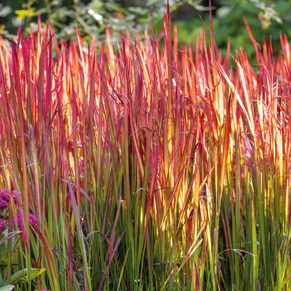 Imperata cylindrica 'Red Baron'