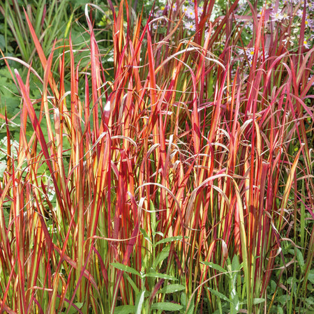 Imperata cylindrica 'Red Baron'