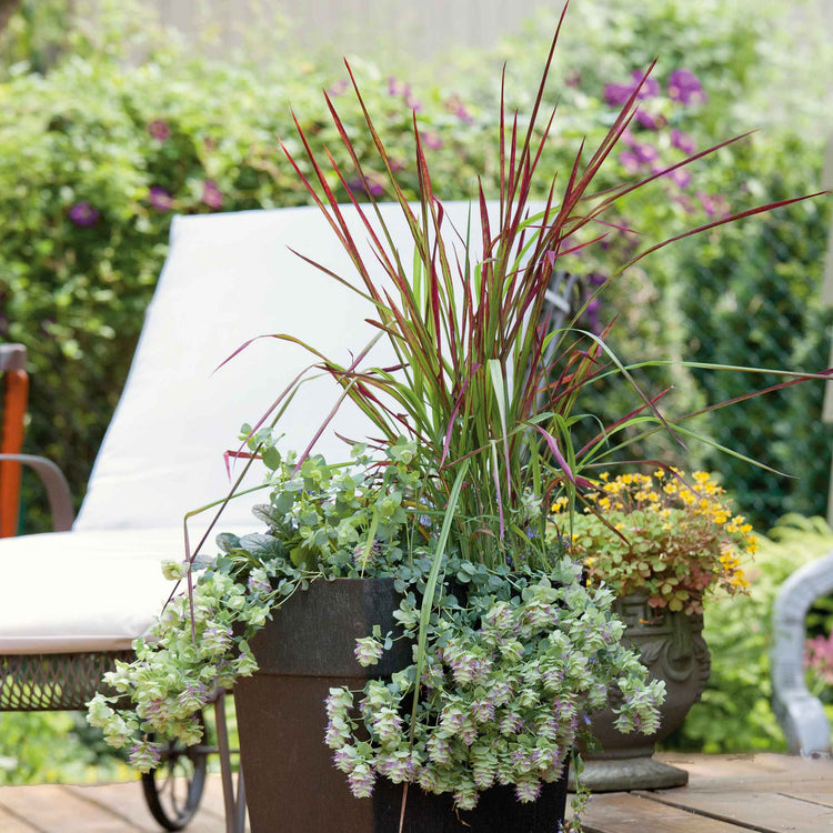 Imperata cylindrica 'Red Baron'
