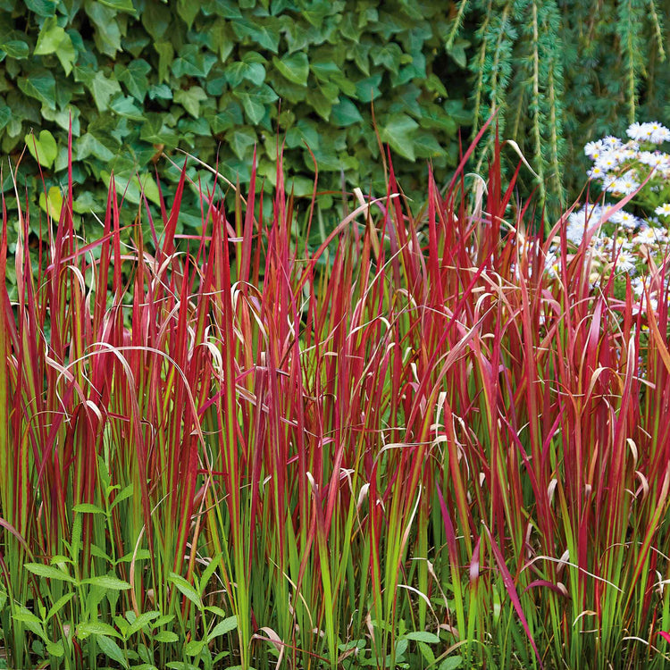 Imperata cylindrica 'Red Baron'
