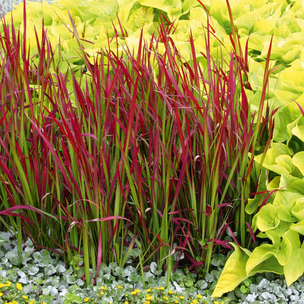 Imperata cylindrica 'Red Baron'