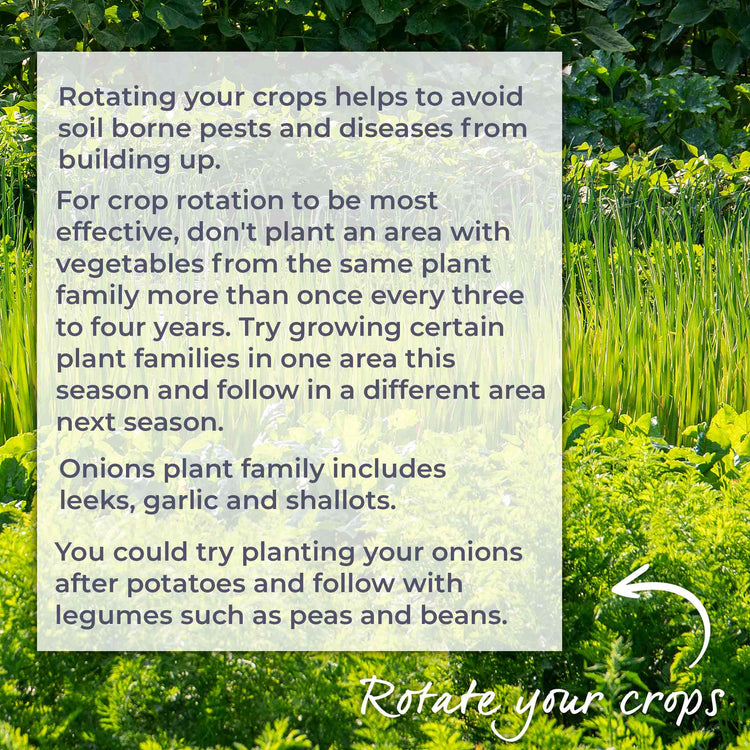 Autumn Planting Onions Duo Pack