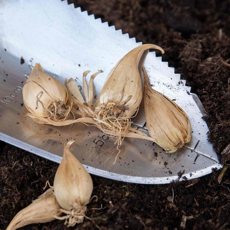 Iris Bulbs 'Harmony'