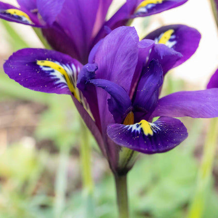 Iris Bulbs 'Harmony'