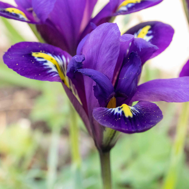 Iris Bulbs 'Harmony'