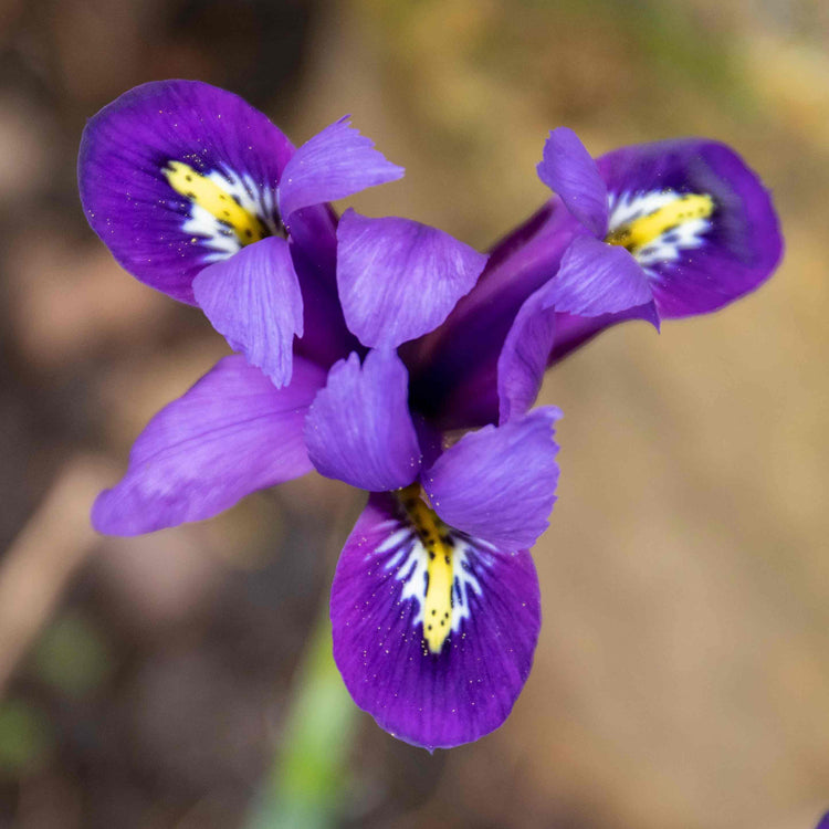Iris Bulbs 'Harmony'