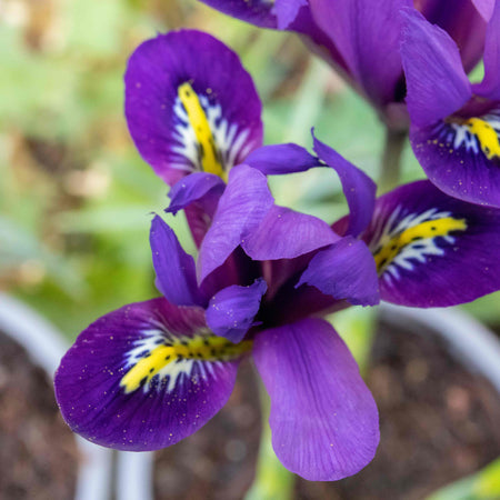 Iris Bulbs 'Harmony'