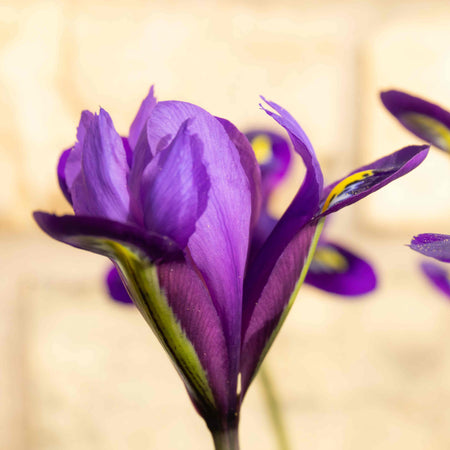 Iris Bulbs 'Harmony'