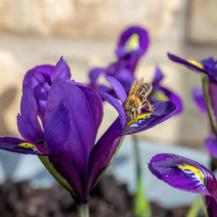 Iris Bulbs 'Harmony'