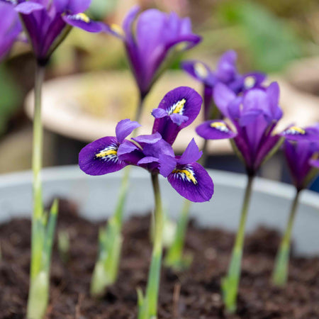 Iris Bulbs 'Harmony'