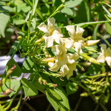 Jasmine 'Clotted Cream'