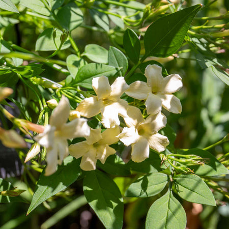 Jasmine 'Clotted Cream'