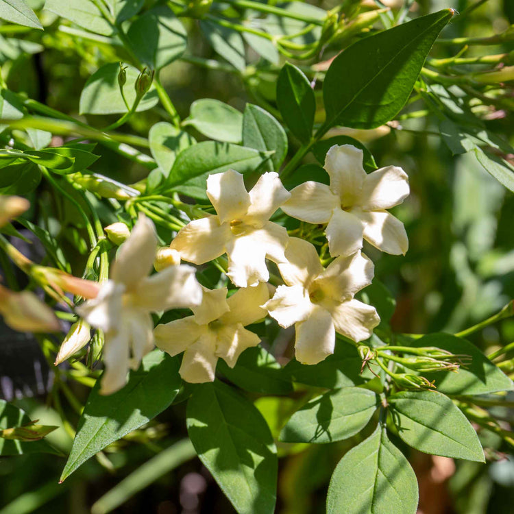 Jasmine 'Clotted Cream'