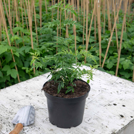 Jasmine 'Starry Starry Summer Night'