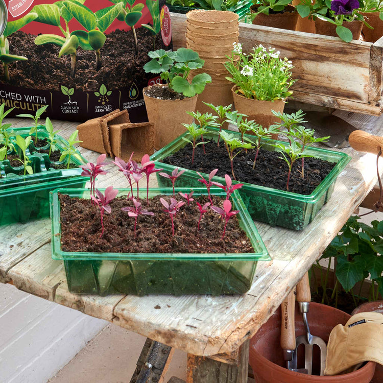 peat free compost for indoor plants John Innes Peat Free Seed Sowing Compost