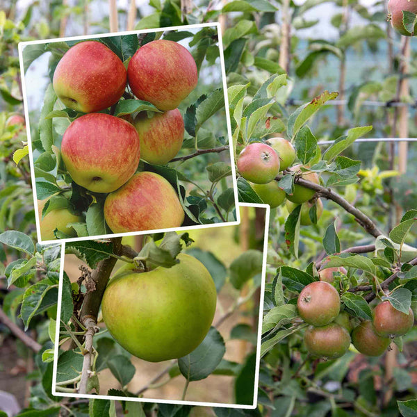 Apple Twin Tree 'Jonagold & Golden Pearmain'