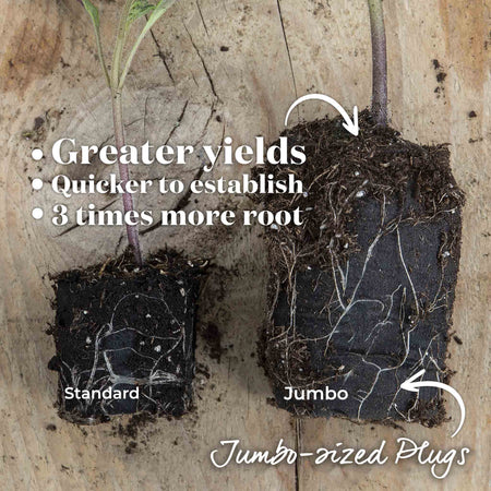 Cordon Tomato Plant 'Gourmansun'