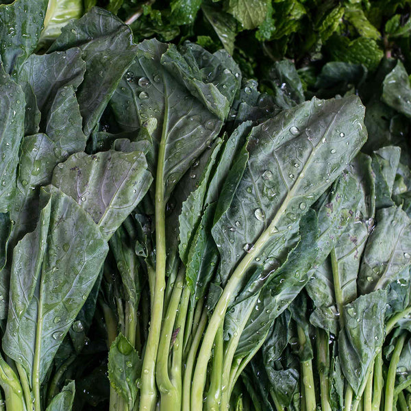 Chinese Broccoli Seeds 'Kailaan'