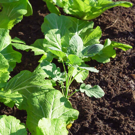 Chinese Broccoli Seeds 'Kailaan'