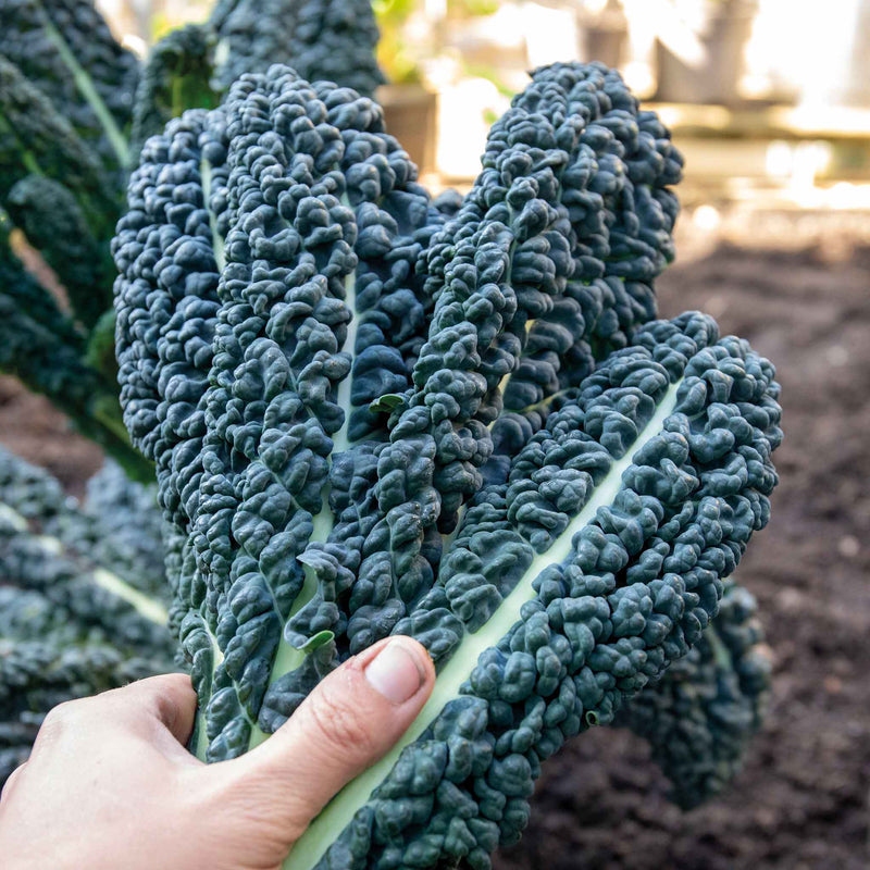Kale Seeds 'Cavolo Nero'