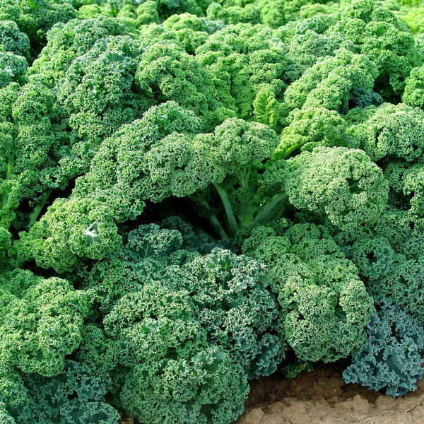 Kale Plant 'Curled Afro'