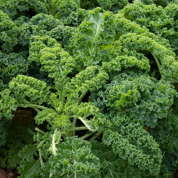 Kale 'Curled Afro'