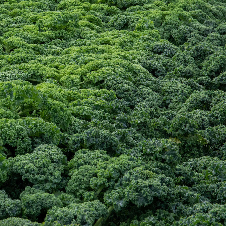 Kale 'Curled Afro'