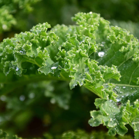 Kale Plant 'Kapral'