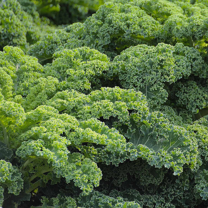 Kale Plant 'Kapral'