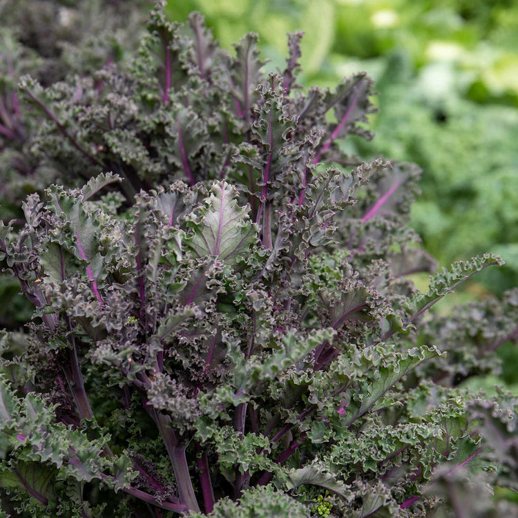 Unwins Autumn Vegetable Seed Collection – 5 Varieties