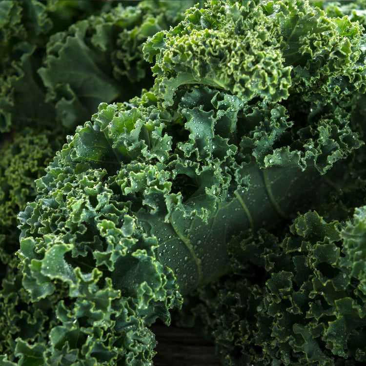 Kale 'Reflex'