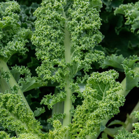 Kale 'Reflex'