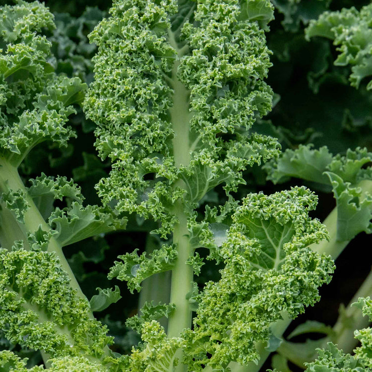 Kale 'Reflex'