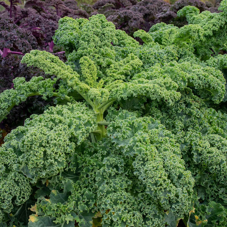 Kale 'Reflex'