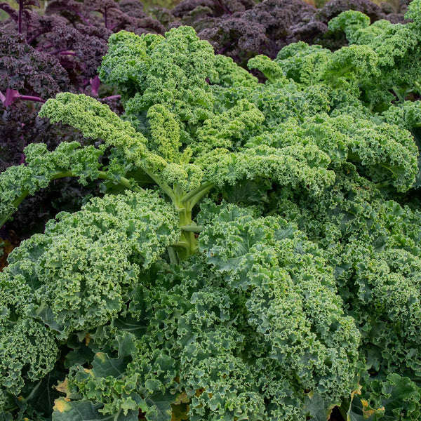 Kale 'Reflex'