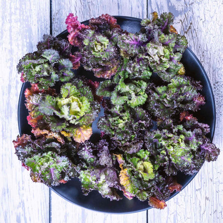 Kalettes Plants