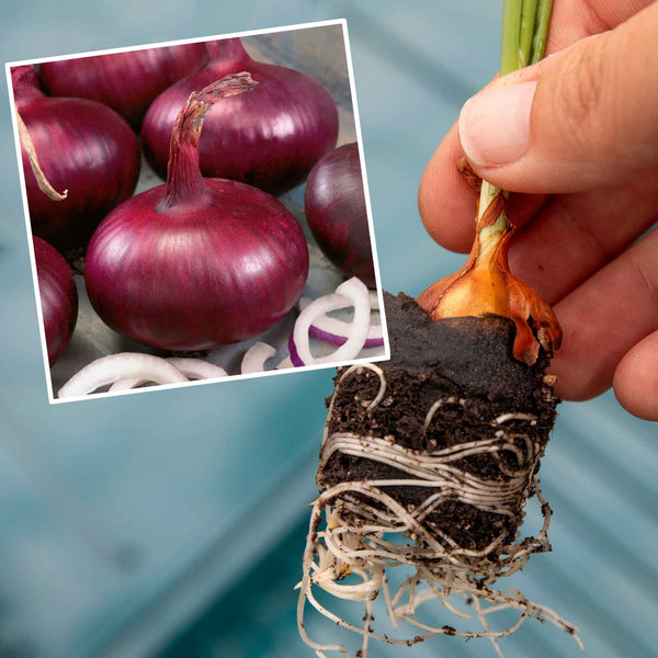 Pre-rooted Onion ‘Karmen’ (Spring Planting)