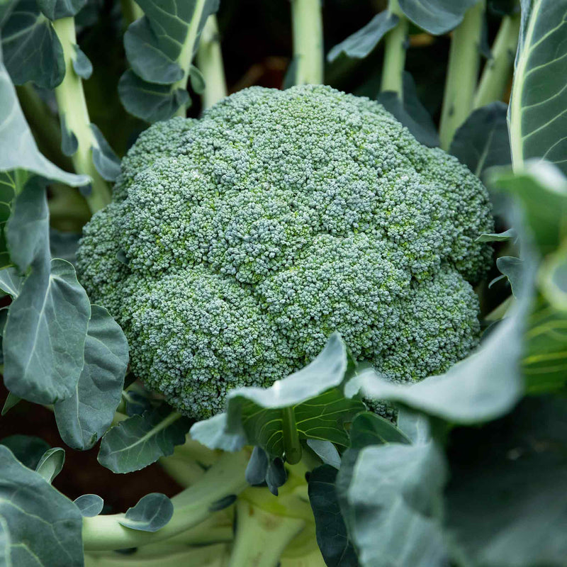 Broccoli Plant 'Calabrese Komodo'