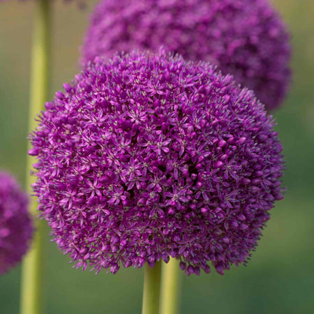 Allium Bulbs 'Giganteum'