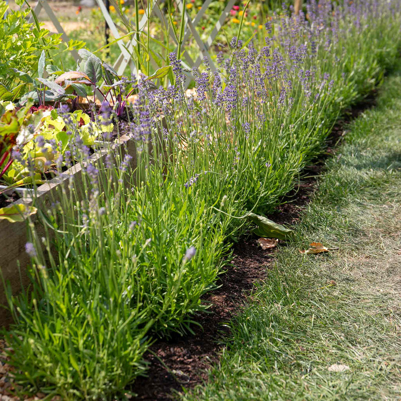 planting munstead lavender seeds Lavender Seeds 'Munstead Strain Flower'
