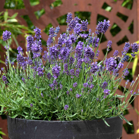 Lavender Plant 'Munstead Strain'