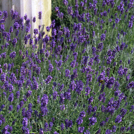 Lavender Plant 'Munstead Strain'
