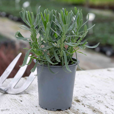 Lavender Plant 'Munstead Strain'