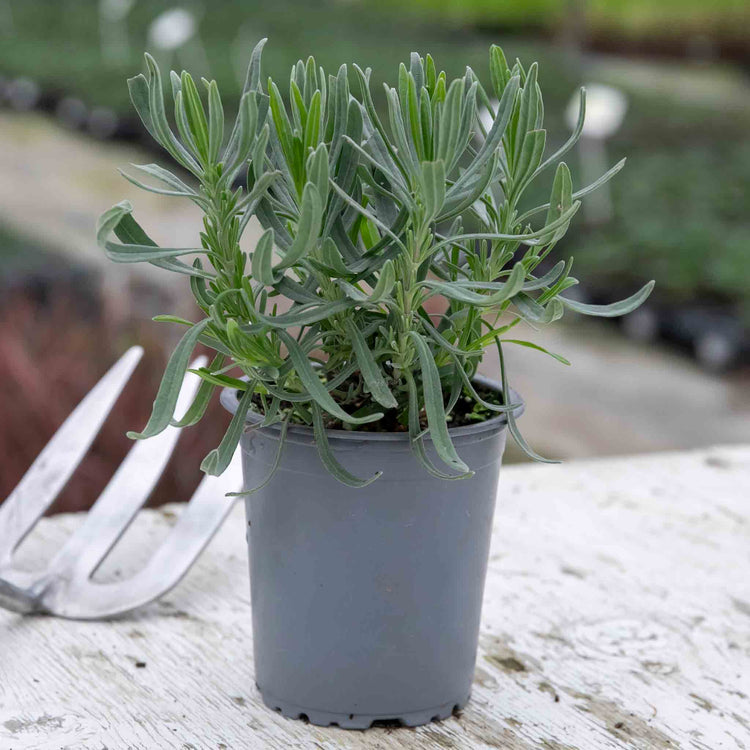 Lavender Plant 'Munstead Strain'