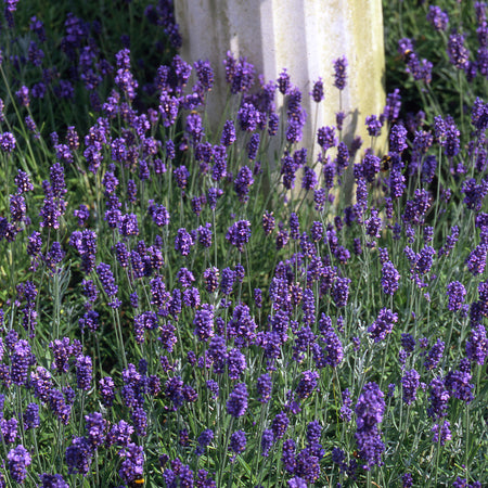 lavender munstead plug plants Lavender Plant 'Munstead Strain'