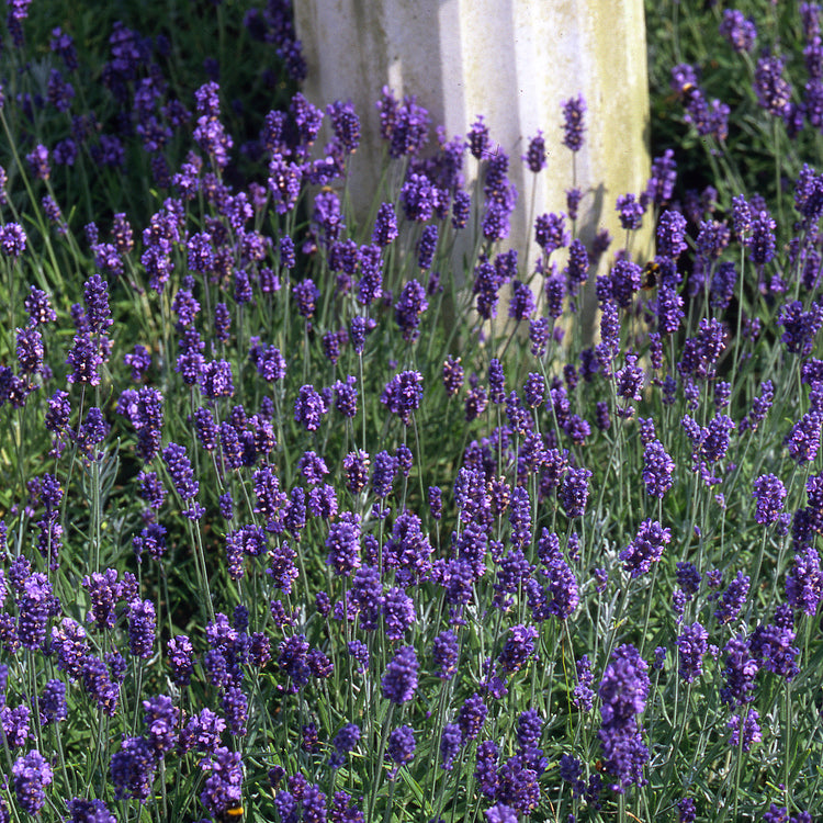 Lavender Plant 'Munstead Strain'
