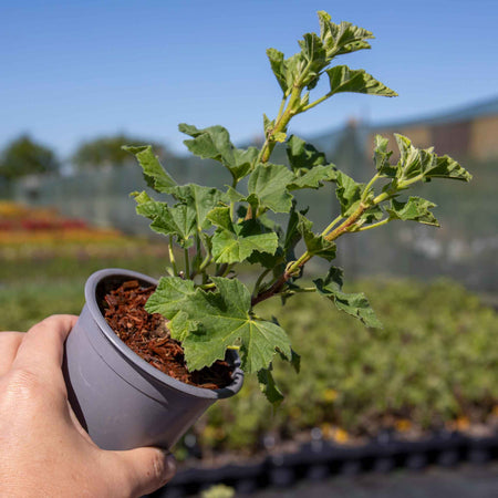 Lavatera 'Marshmallow White Ice'