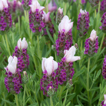 Lavender 'Bandera Pink'