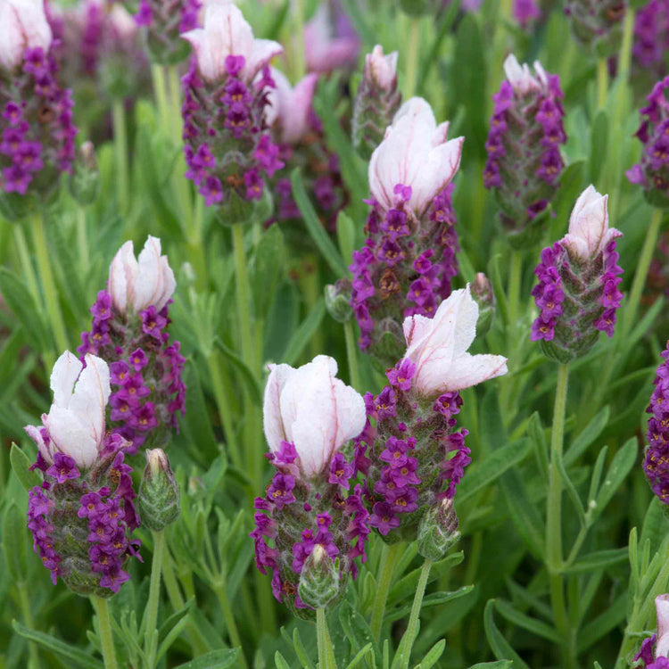 Lavender 'Bandera Pink'