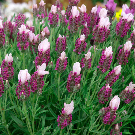 Lavender 'Bandera Pink'